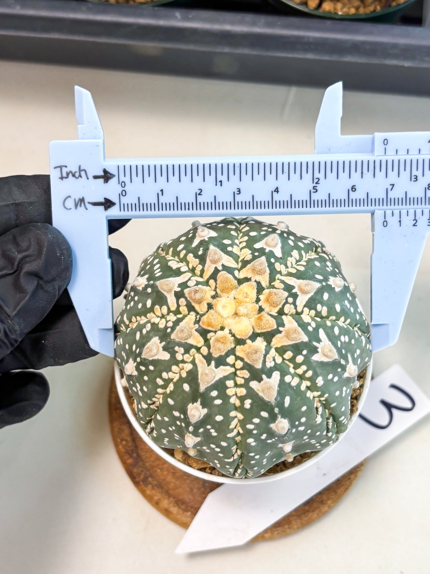 Astrophytum V-Type (at6) (y3) | Rare Star Cactus