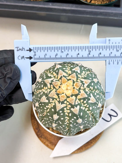 Astrophytum V-Type (at6) (y3) | Rare Star Cactus