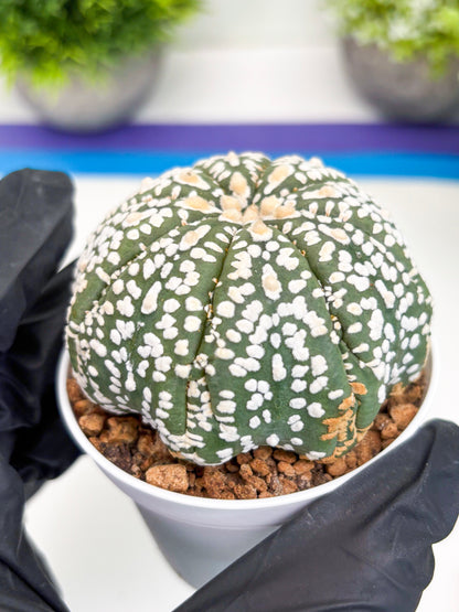 Astrophytum Super Kabuto (t7) (y4) | Imported Plants | 3" Pot