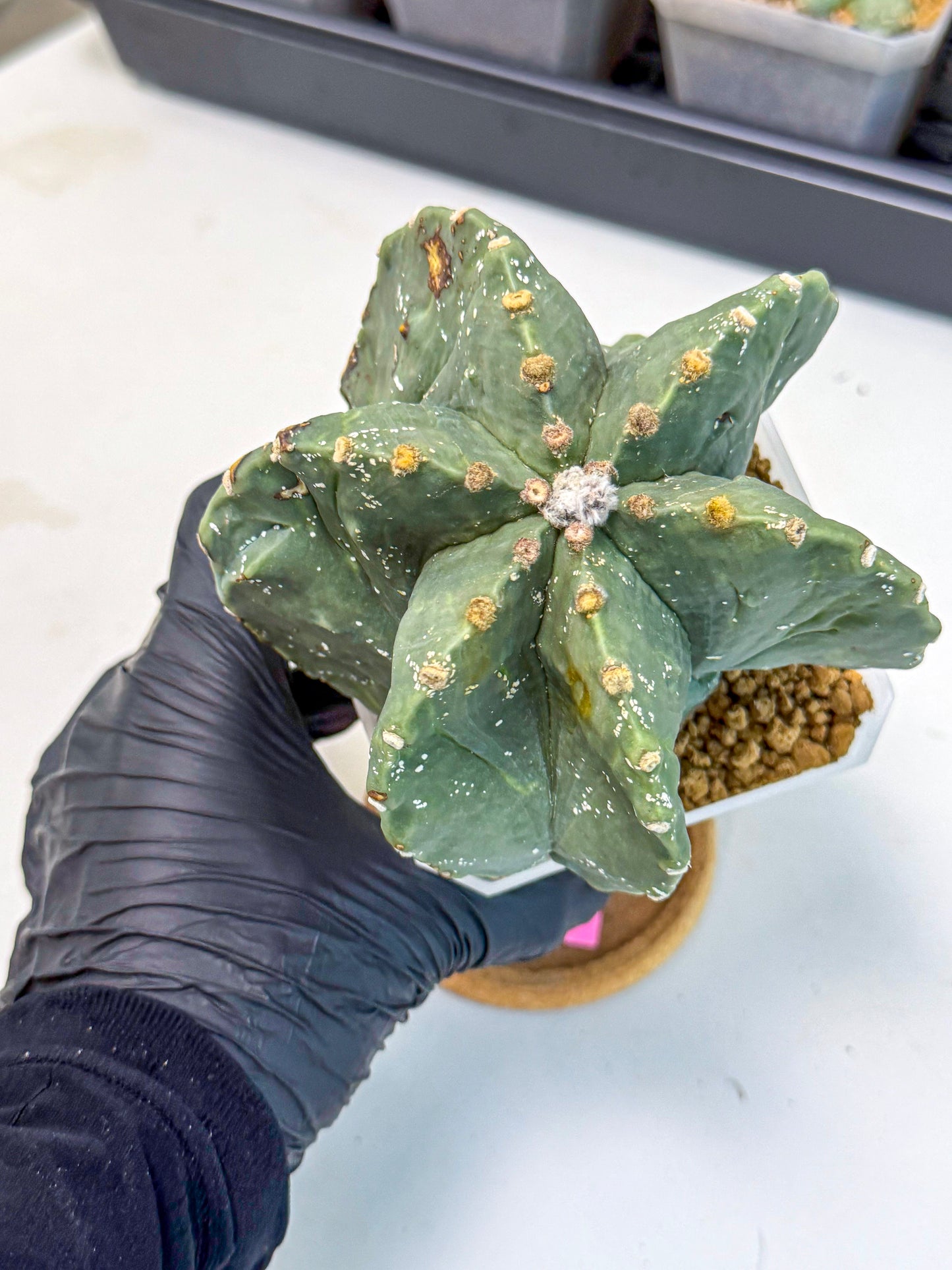 Astrophytum myriostigma 'Fukuryu' (pp) | Desert Plant