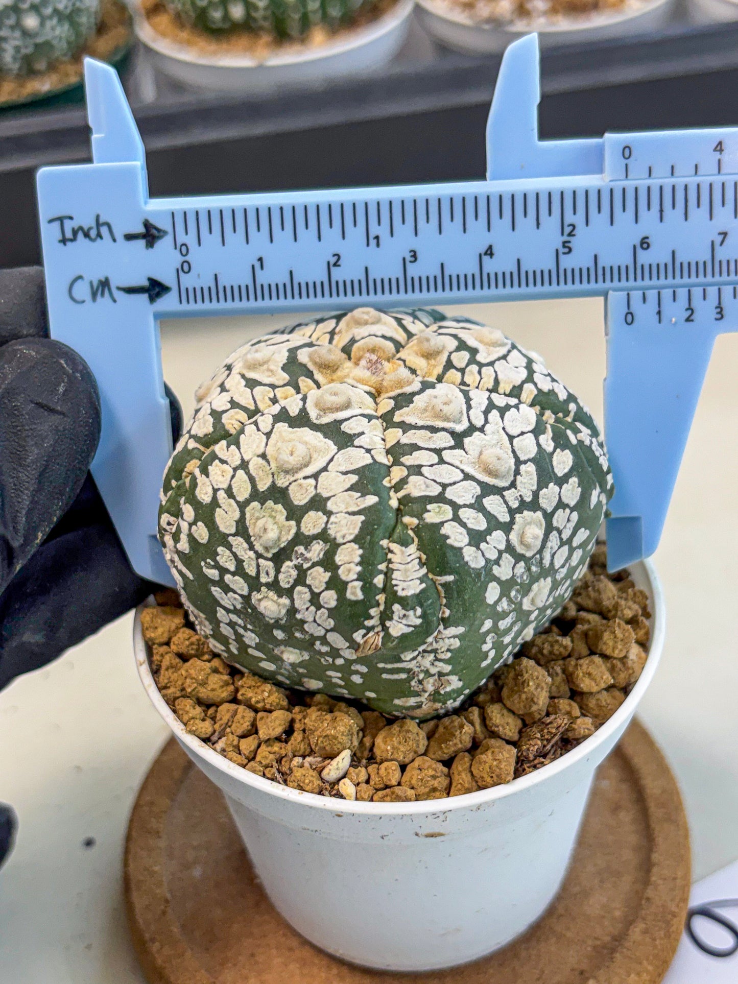 Astrophytum 5-Ribs (at7) (y6) | Living Rocks