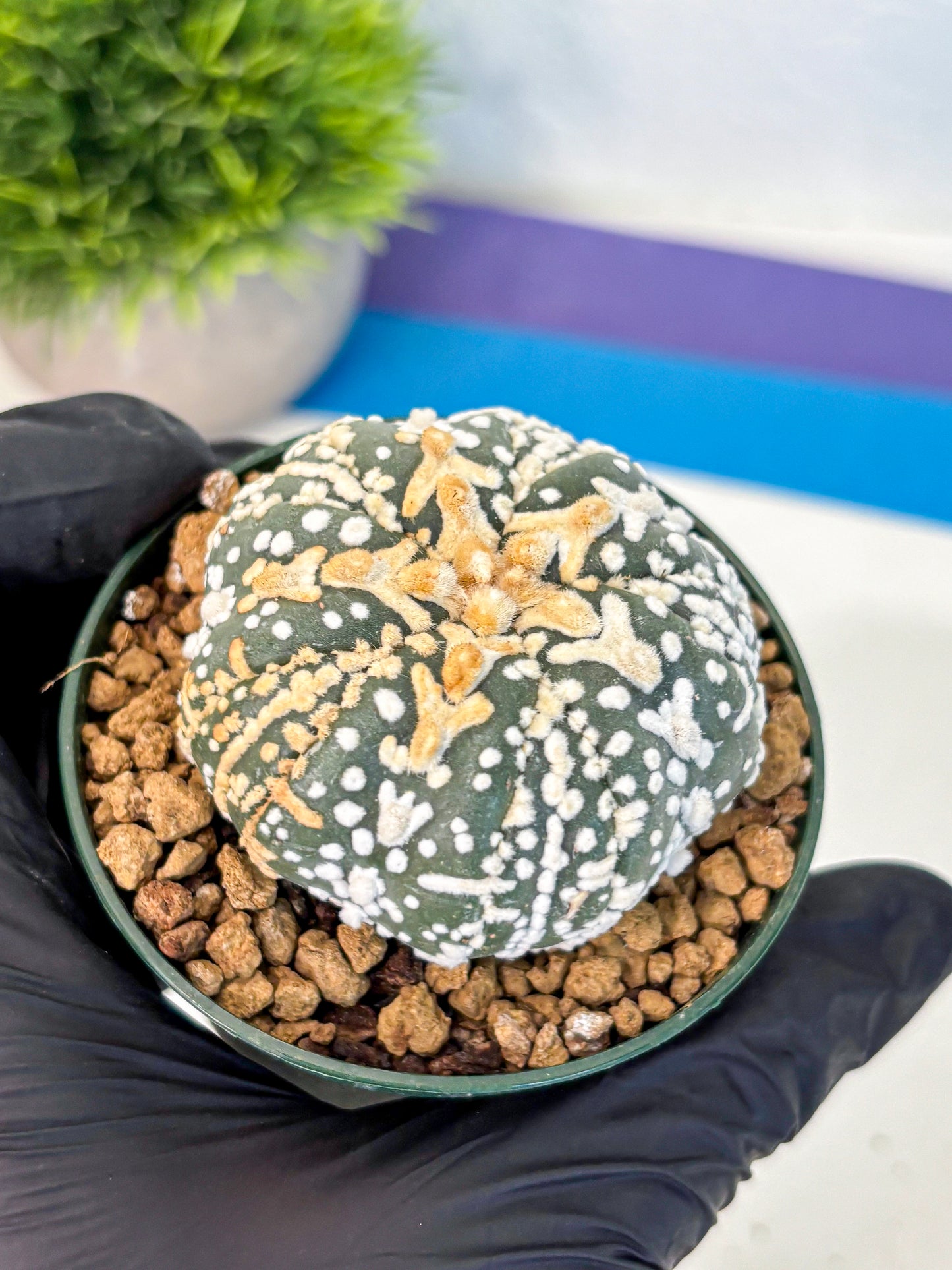 Astrophytum Fukuryu (at8) (07) | Rare Plant | Succulent Cactus