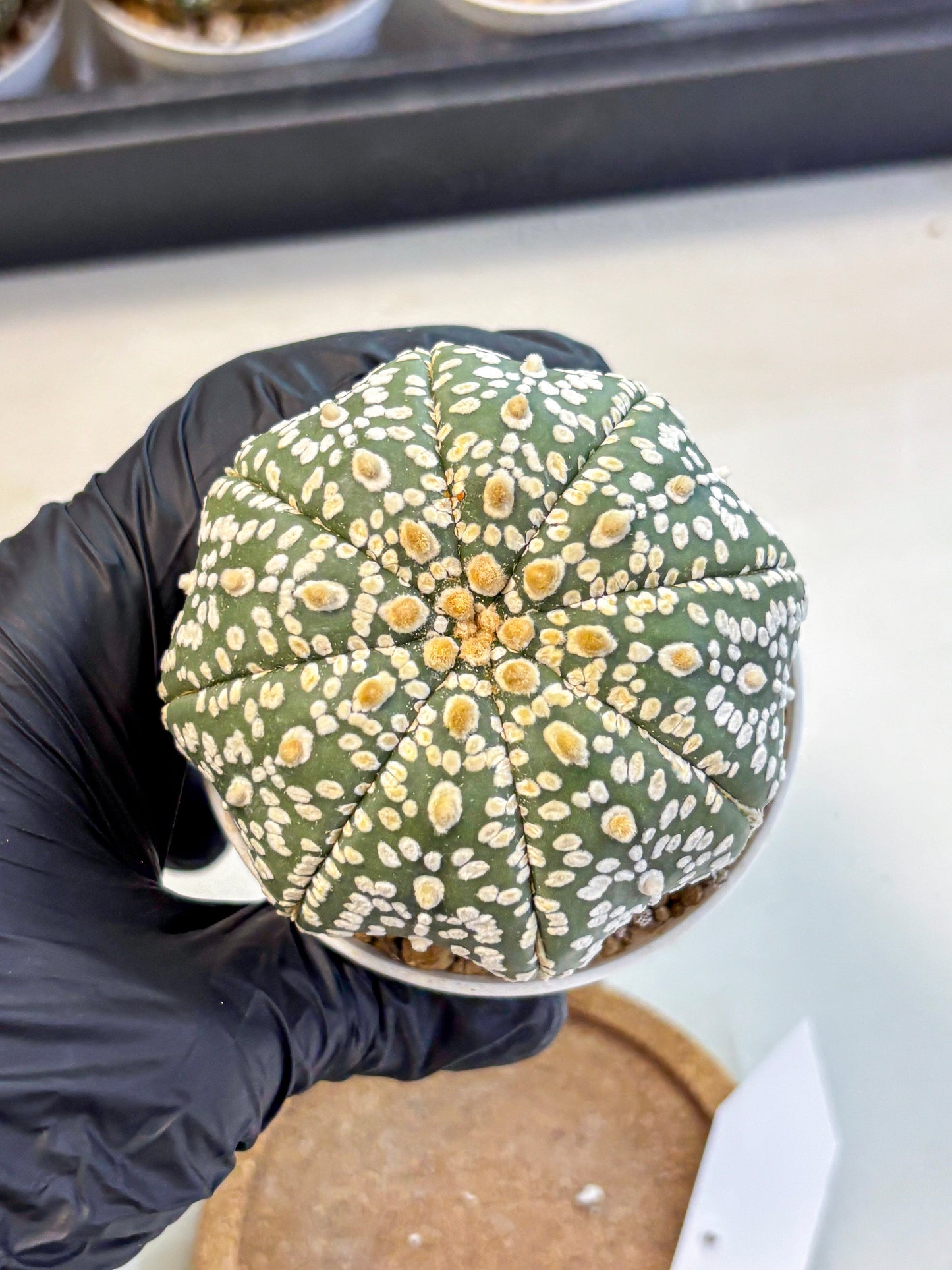 Astrophytum Super Kabuto (at10) (08) | sand dollar cactus