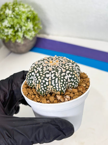 Astrophytum Star Shape (at3) (p2) | Very Rare Cactus
