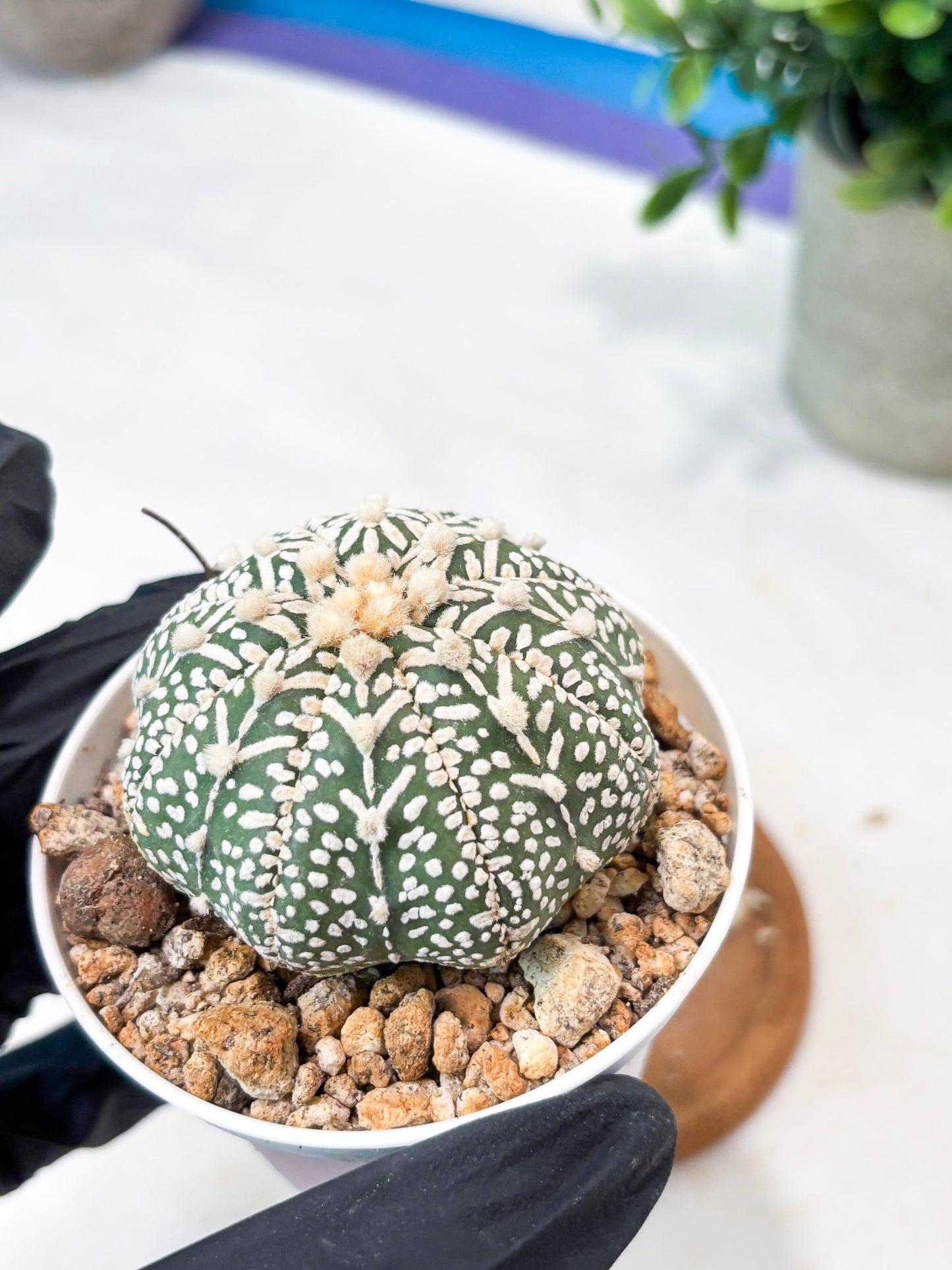 Astrophytum V-Type (T8) (b5) | SHIP from USA