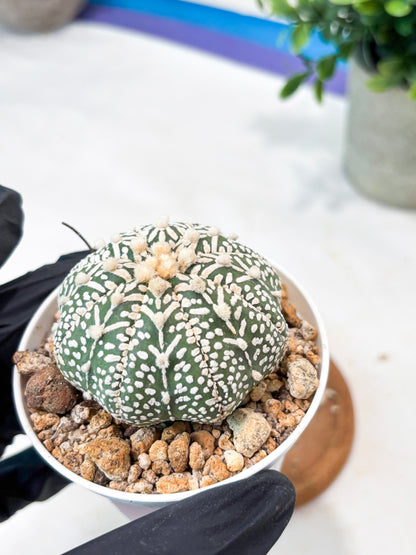 Astrophytum V-Type (T8) (b5) | SHIP from USA