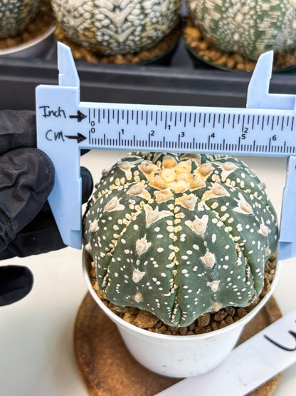 Astrophytum V-Type (at6) (y3) | Rare Star Cactus