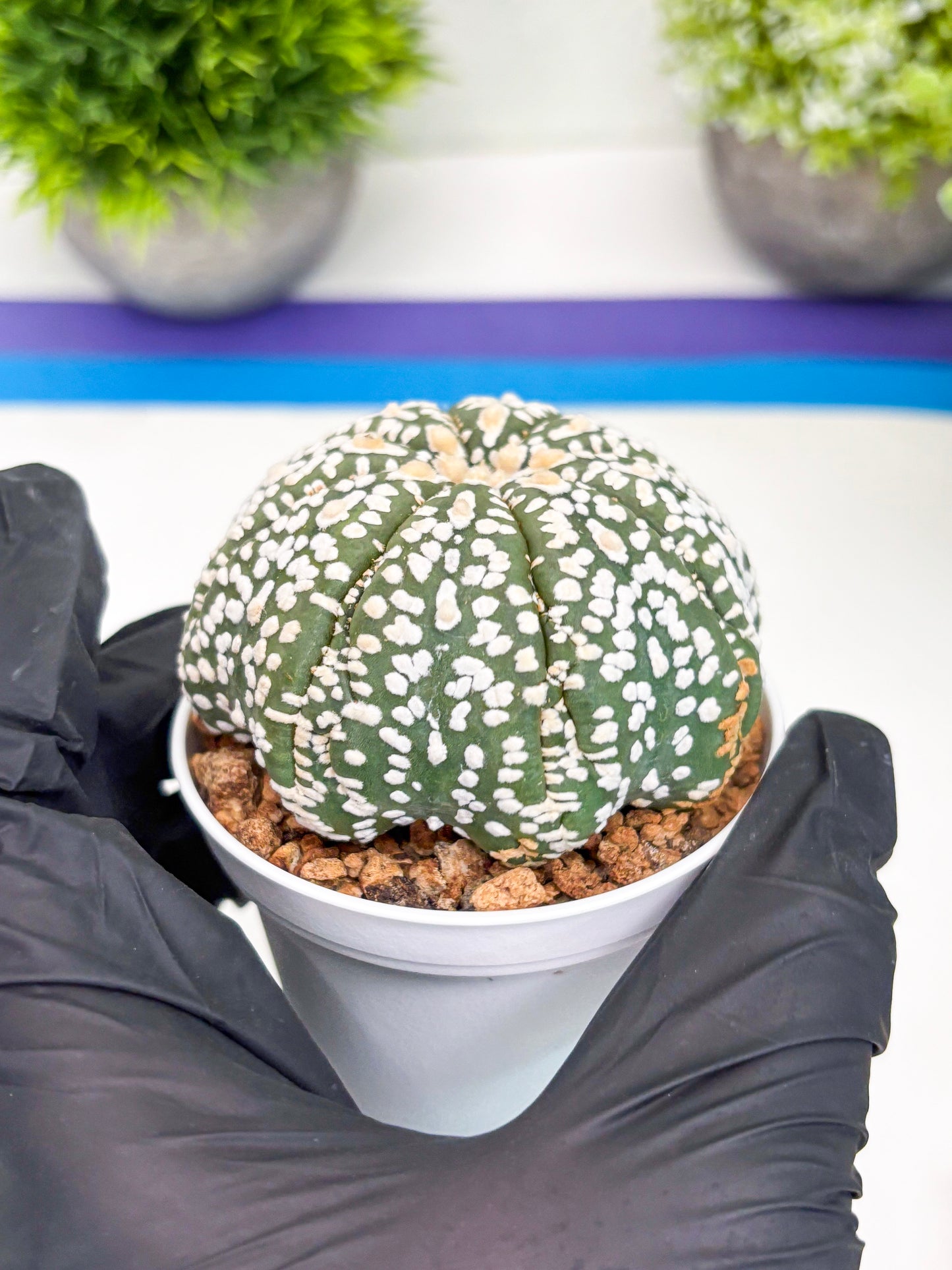 Astrophytum Super Kabuto (t7) (y4) | Imported Plants | 3" Pot