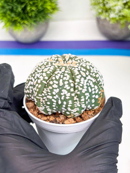 Astrophytum Super Kabuto (t7) (y4) | Imported Plants | 3" Pot