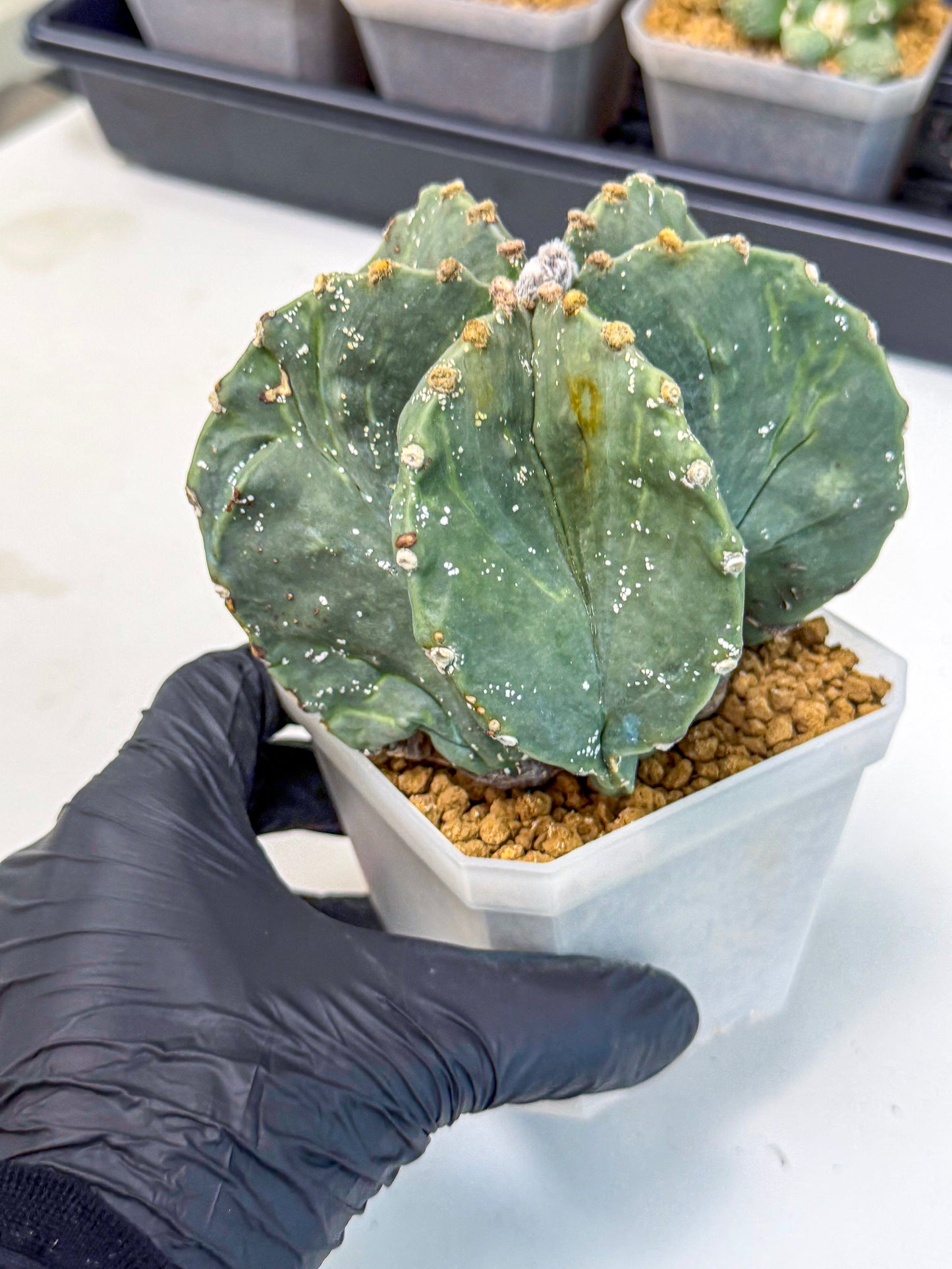 Astrophytum myriostigma 'Fukuryu' (pp) | Desert Plant