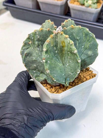 Astrophytum myriostigma 'Fukuryu' (pp) | Desert Plant