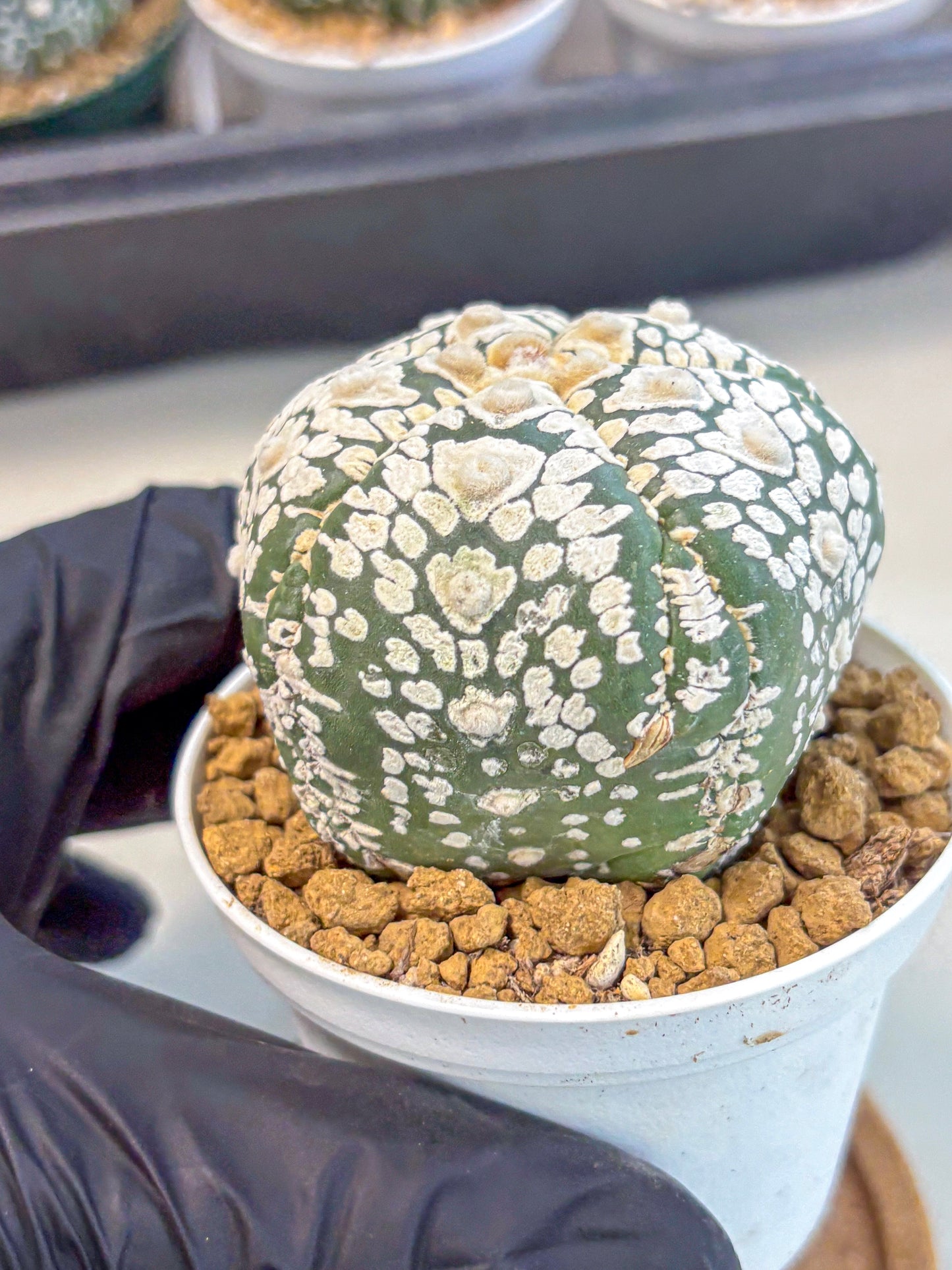 Astrophytum 5-Ribs (at7) (y6) | Living Rocks