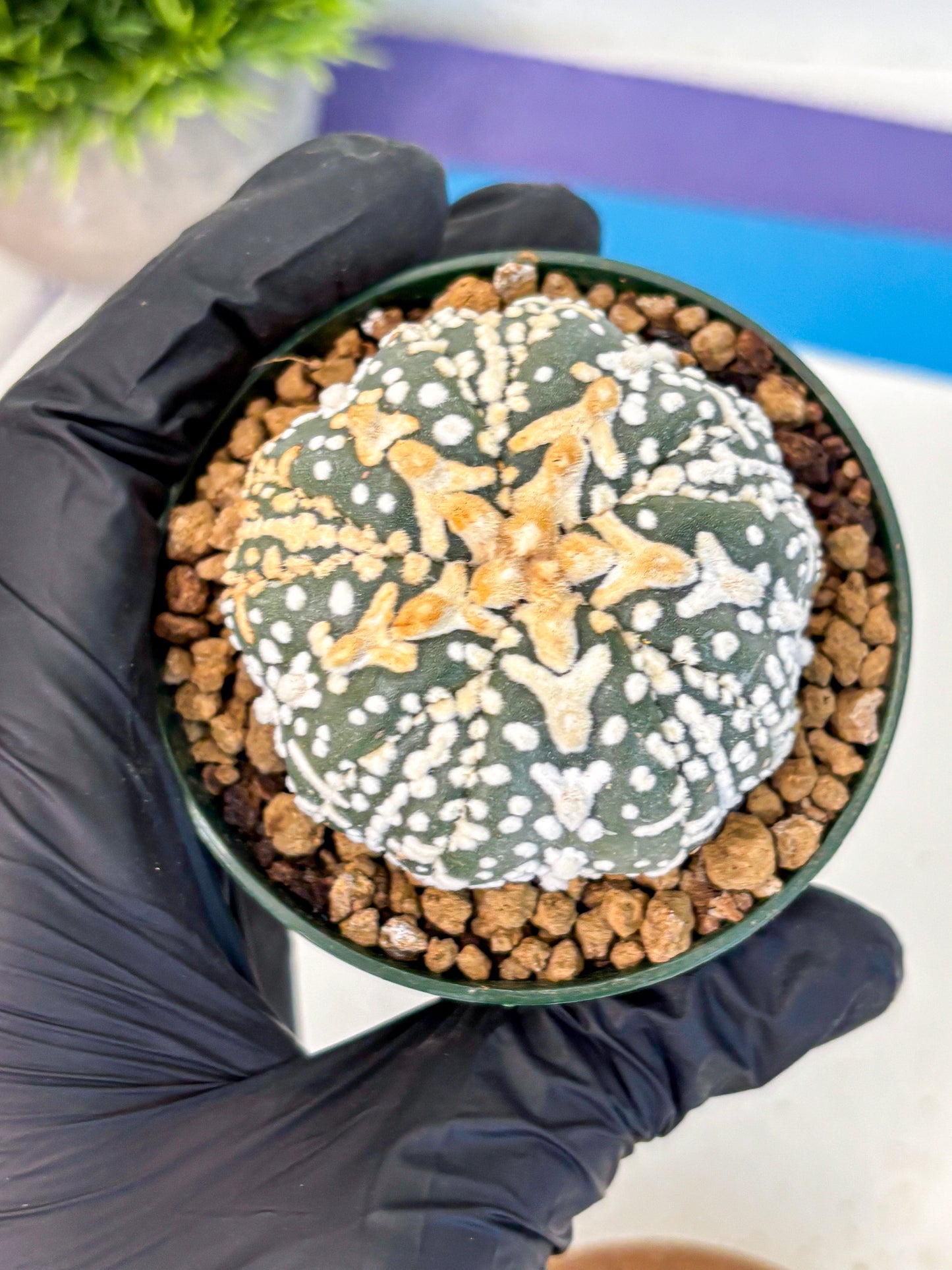 Astrophytum Fukuryu (at8) (07) | Rare Plant | Succulent Cactus