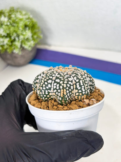 Astrophytum Star Shape (at3) (p2) | Very Rare Cactus