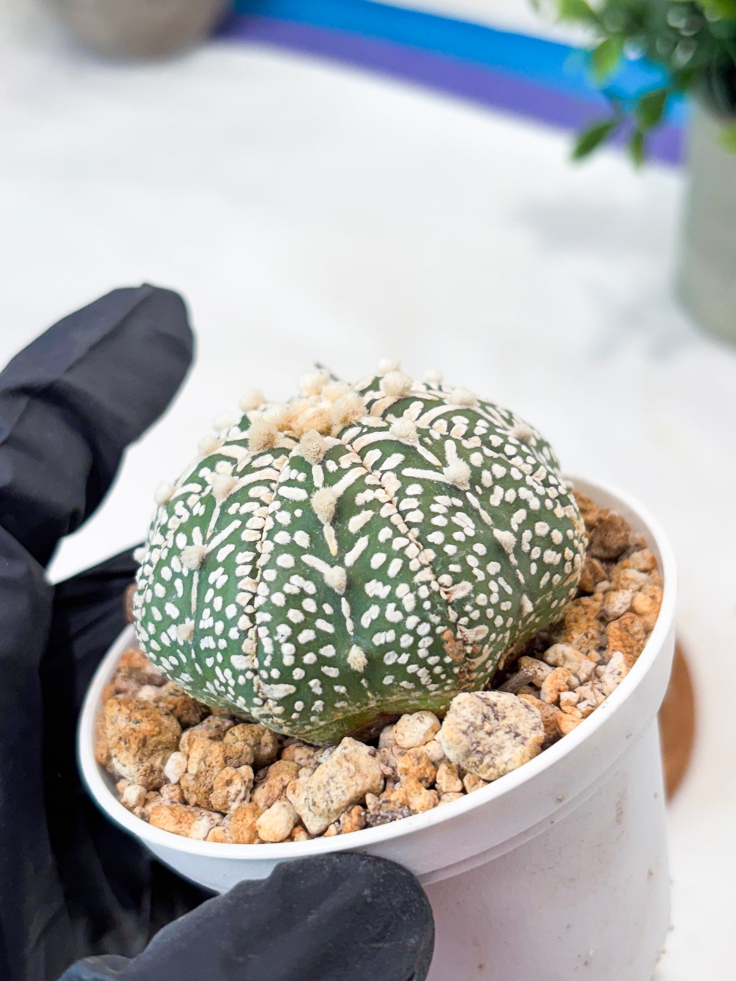 Astrophytum V-Type (T8) (b5) | SHIP from USA