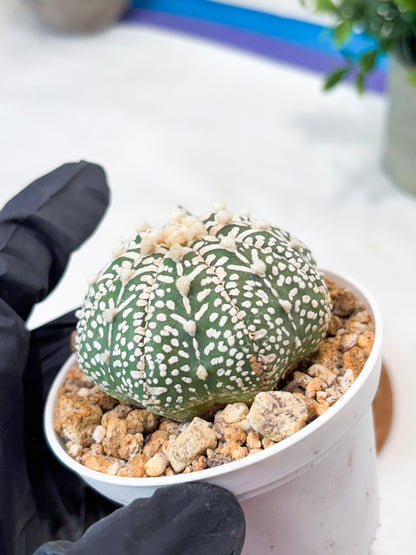 Astrophytum V-Type (T8) (b5) | SHIP from USA