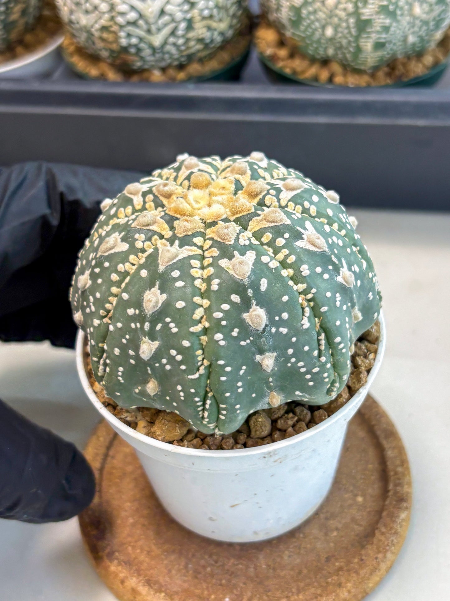 Astrophytum V-Type (at6) (y3) | Rare Star Cactus