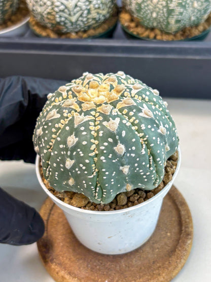 Astrophytum V-Type (at6) (y3) | Rare Star Cactus