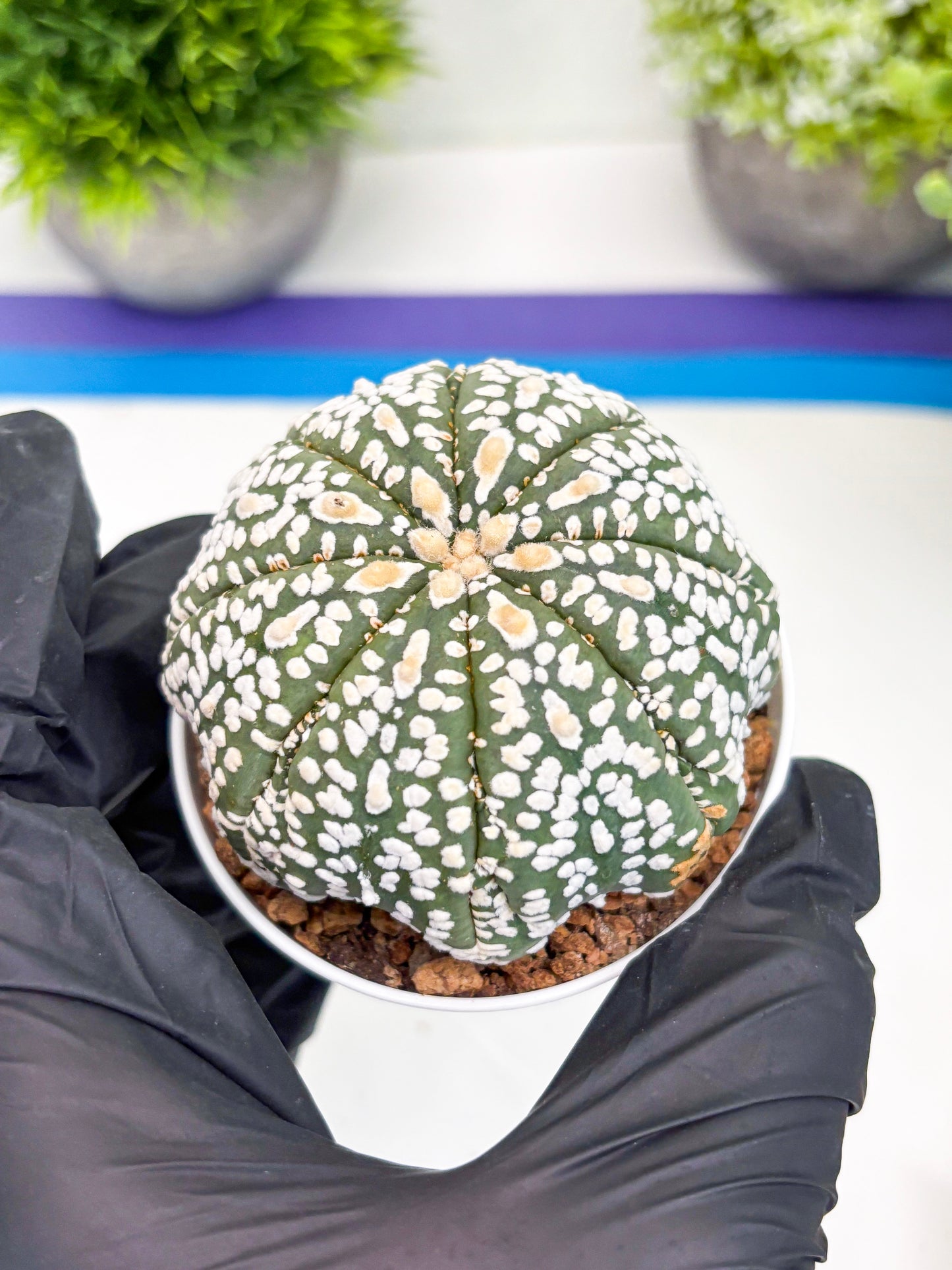 Astrophytum Super Kabuto (t7) (y4) | Imported Plants | 3" Pot