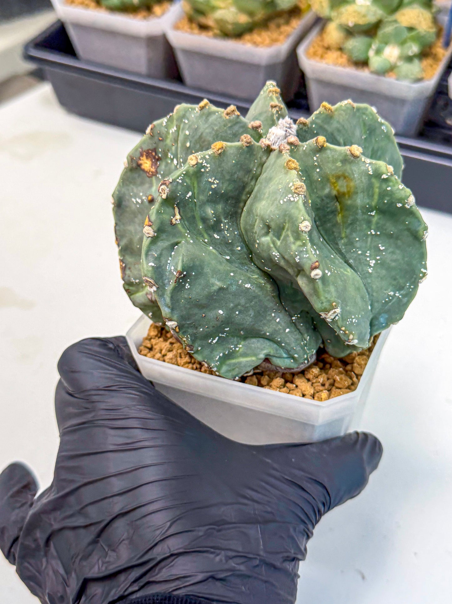 Astrophytum myriostigma 'Fukuryu' (pp) | Desert Plant
