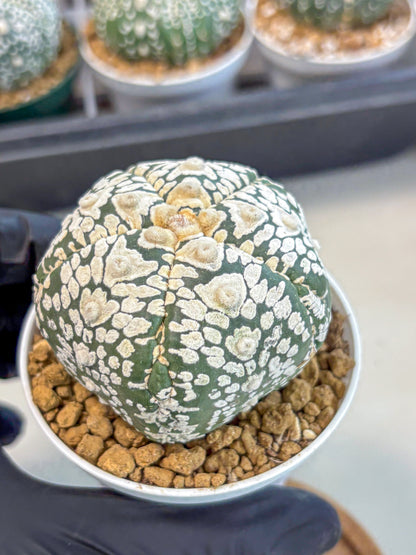 Astrophytum 5-Ribs (at7) (y6) | Living Rocks
