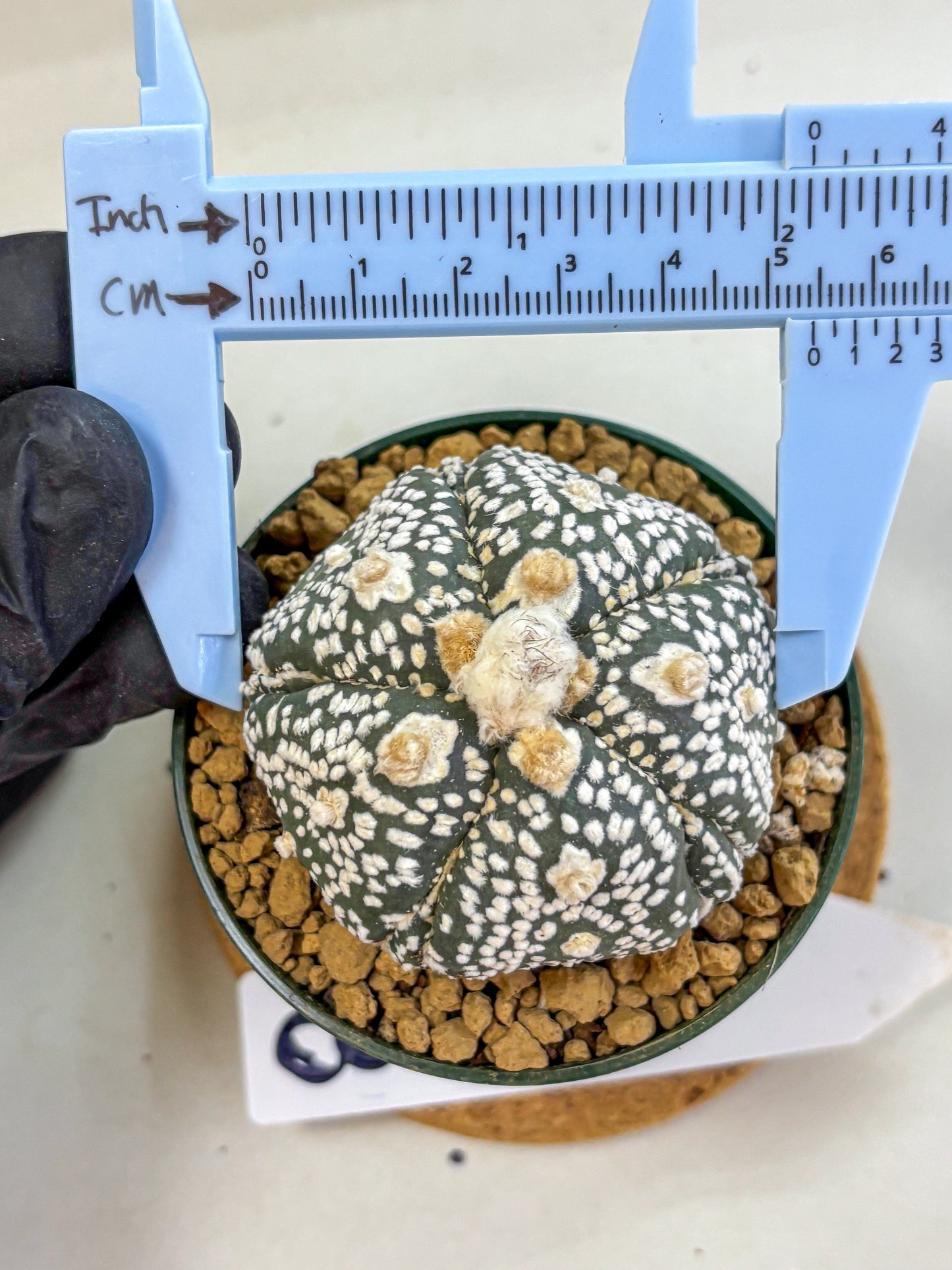 Astrophytum Fukuryu (at8) (08) | Rare Plant | Succulent Cactus