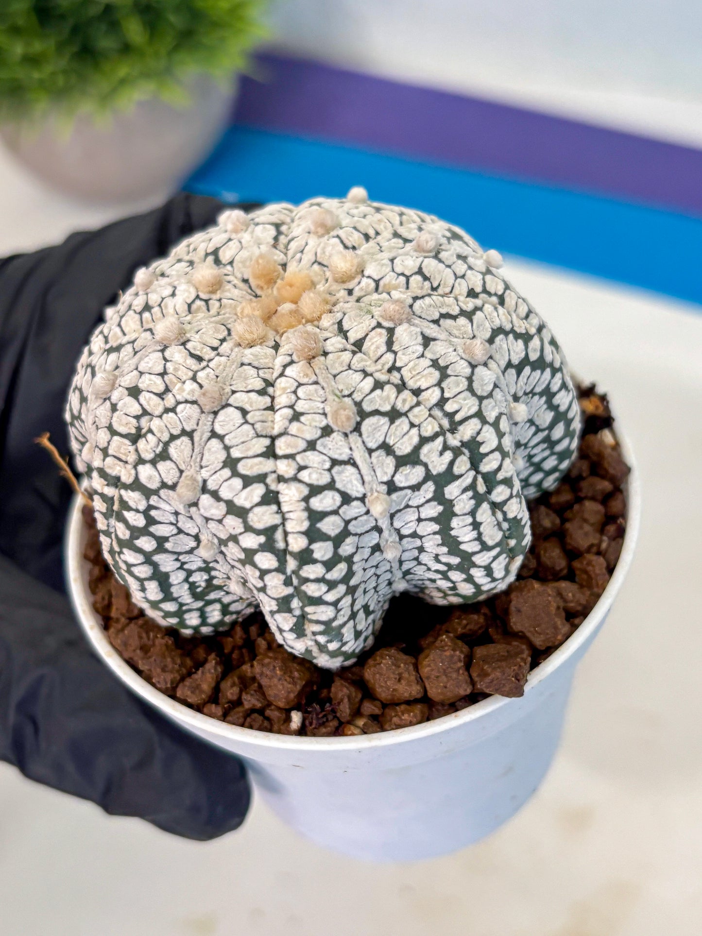 Astrophytum V Type (at5) (04) |  Sea urchin cactus