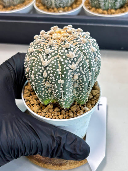 Astrophytum V-Type (at5) (p4) | Rare imported Plant
