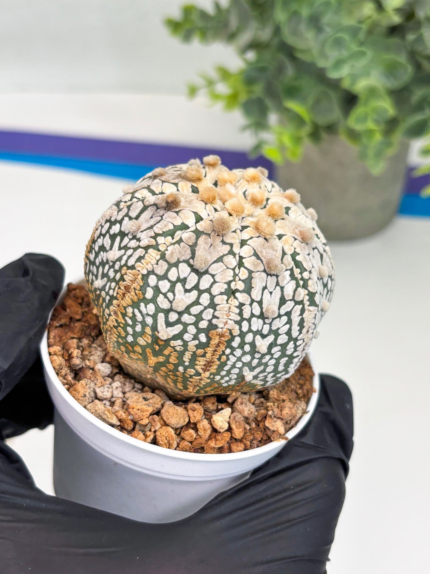 Astrophytum Super Kabuto V Type (T4) (y2) | Las Vegas Seller