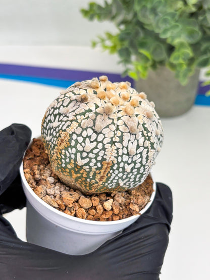 Astrophytum Super Kabuto V Type (T4) (y2) | Las Vegas Seller