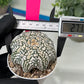 Astrophytum Super kabuto (#T2B) | Imported From Japan/korea | 3" Pot