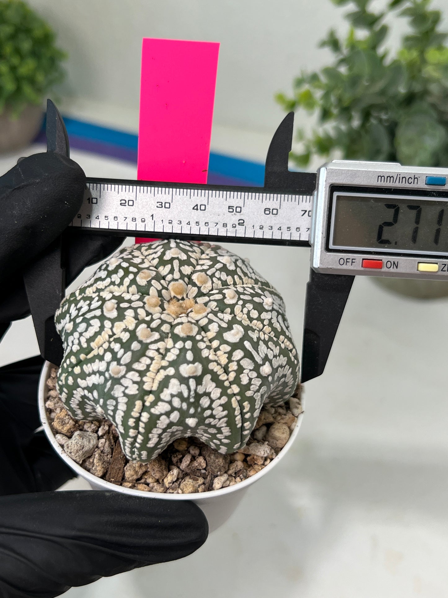 Astrophytum Super kabuto (#T2B) | Imported From Japan/korea | 3" Pot