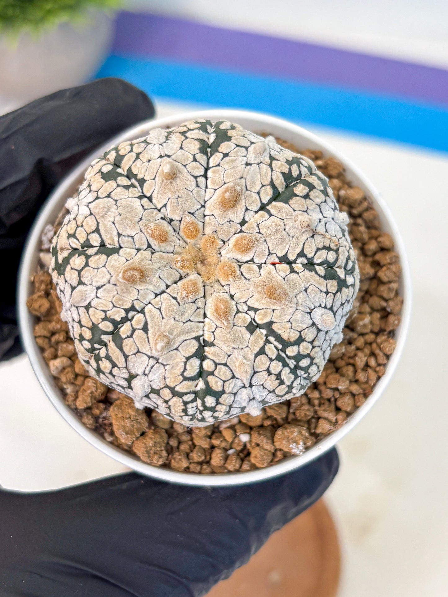 Astrophytum V Type (at2) (04) | Live Plant | Rare Collection