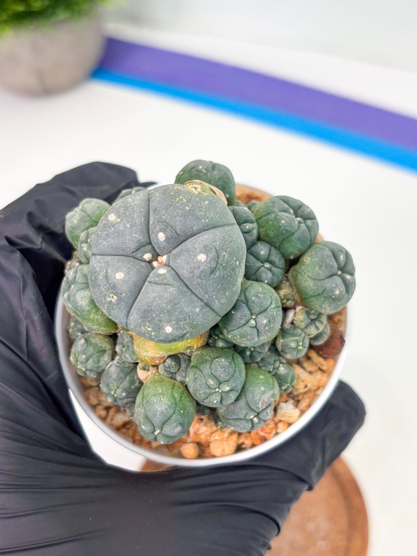 Spineless Cactus (Lo1) (g2) | For Advanced Growers