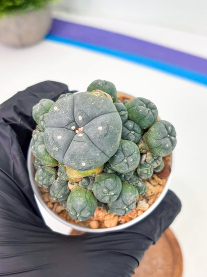 Spineless Cactus (Lo1) (g2) | For Advanced Growers