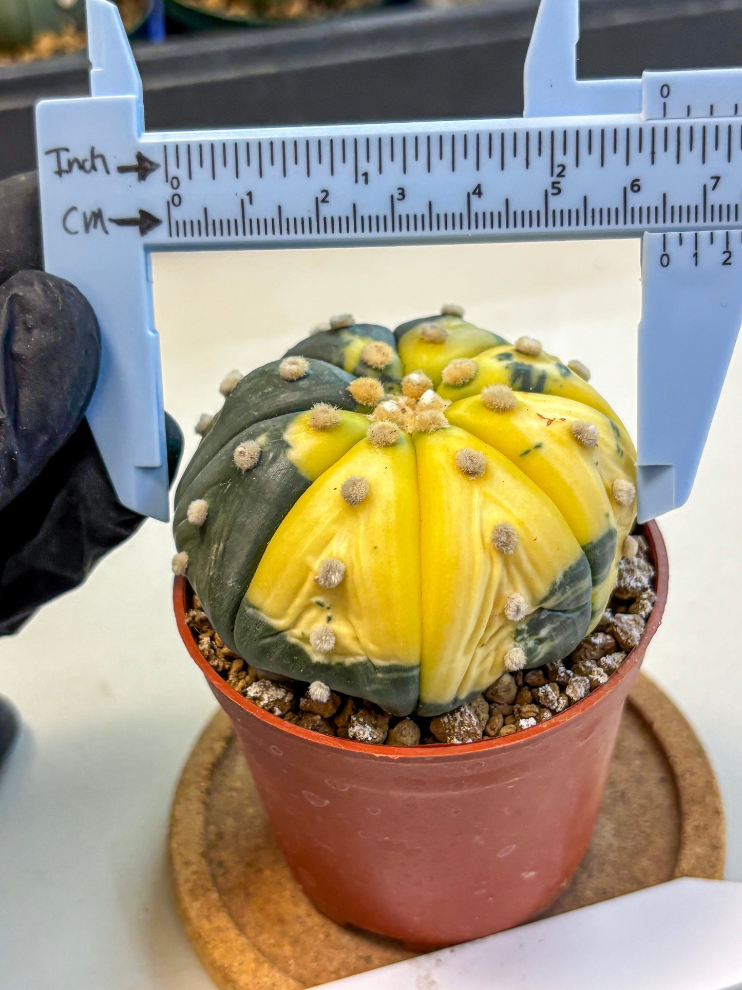 Astrophytum Variegated (at9) (05) | Rare Plant | Live Cactus