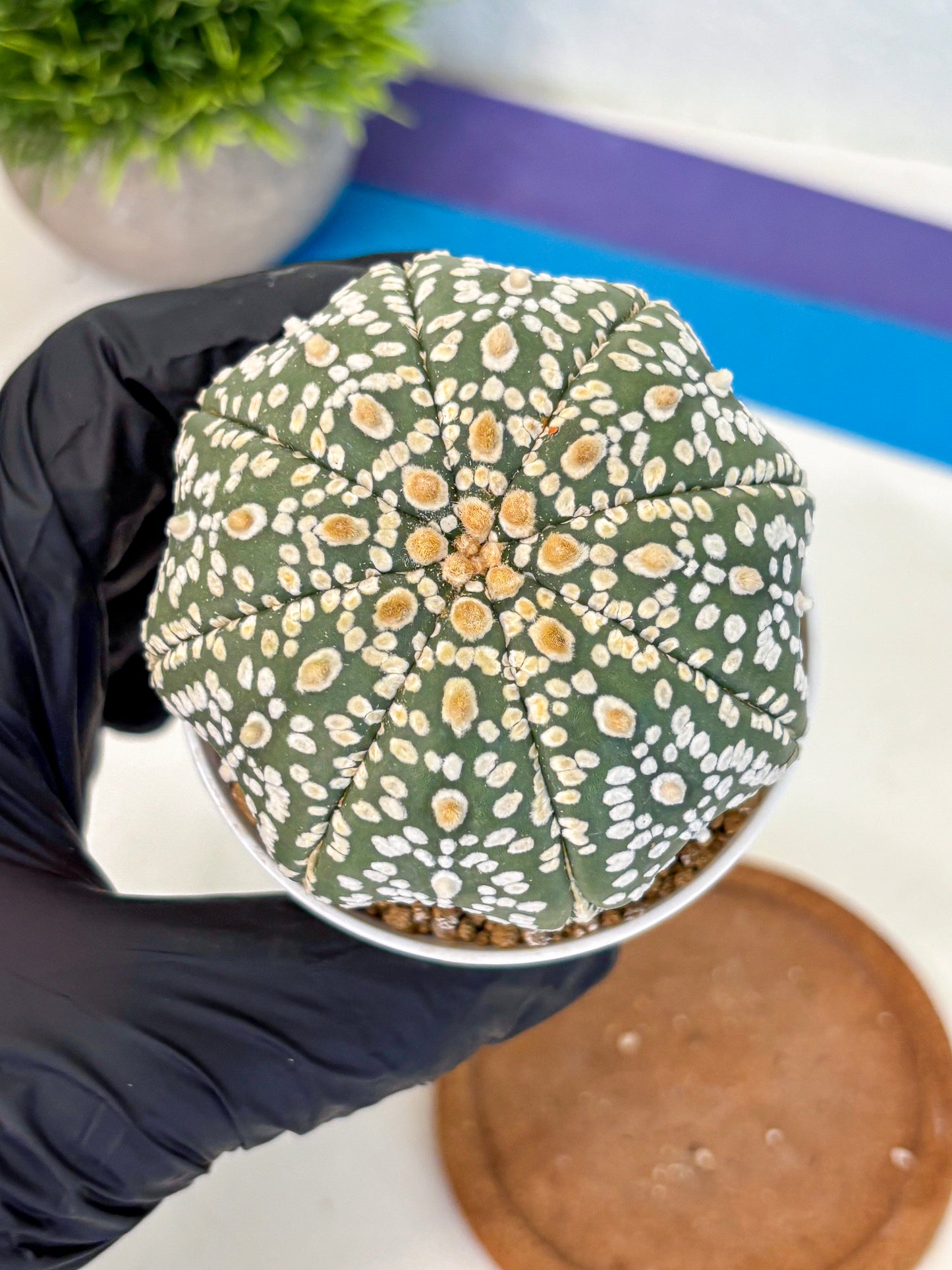 Astrophytum Super Kabuto (at10) (08) | sand dollar cactus