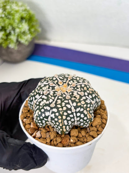 Astrophytum Star Shape (at3) (p2) | Very Rare Cactus
