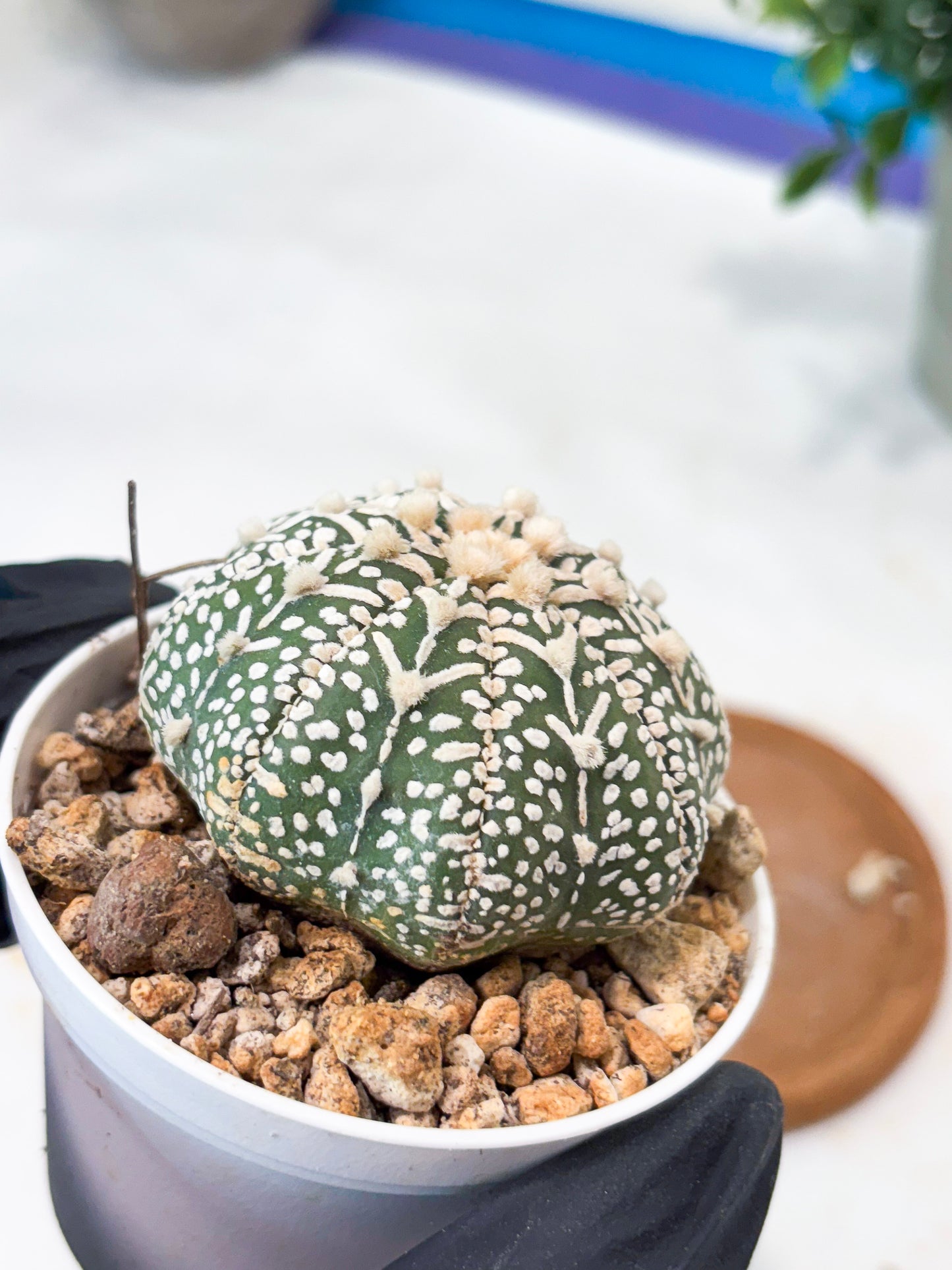 Astrophytum V-Type (T8) (b5) | SHIP from USA