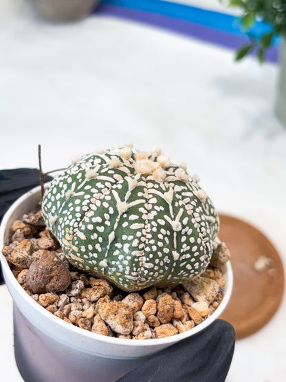 Astrophytum V-Type (T8) (b5) | SHIP from USA