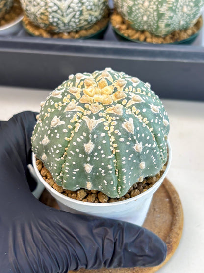 Astrophytum V-Type (at6) (y3) | Rare Star Cactus
