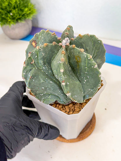 Astrophytum myriostigma 'Fukuryu' (pp) | Desert Plant