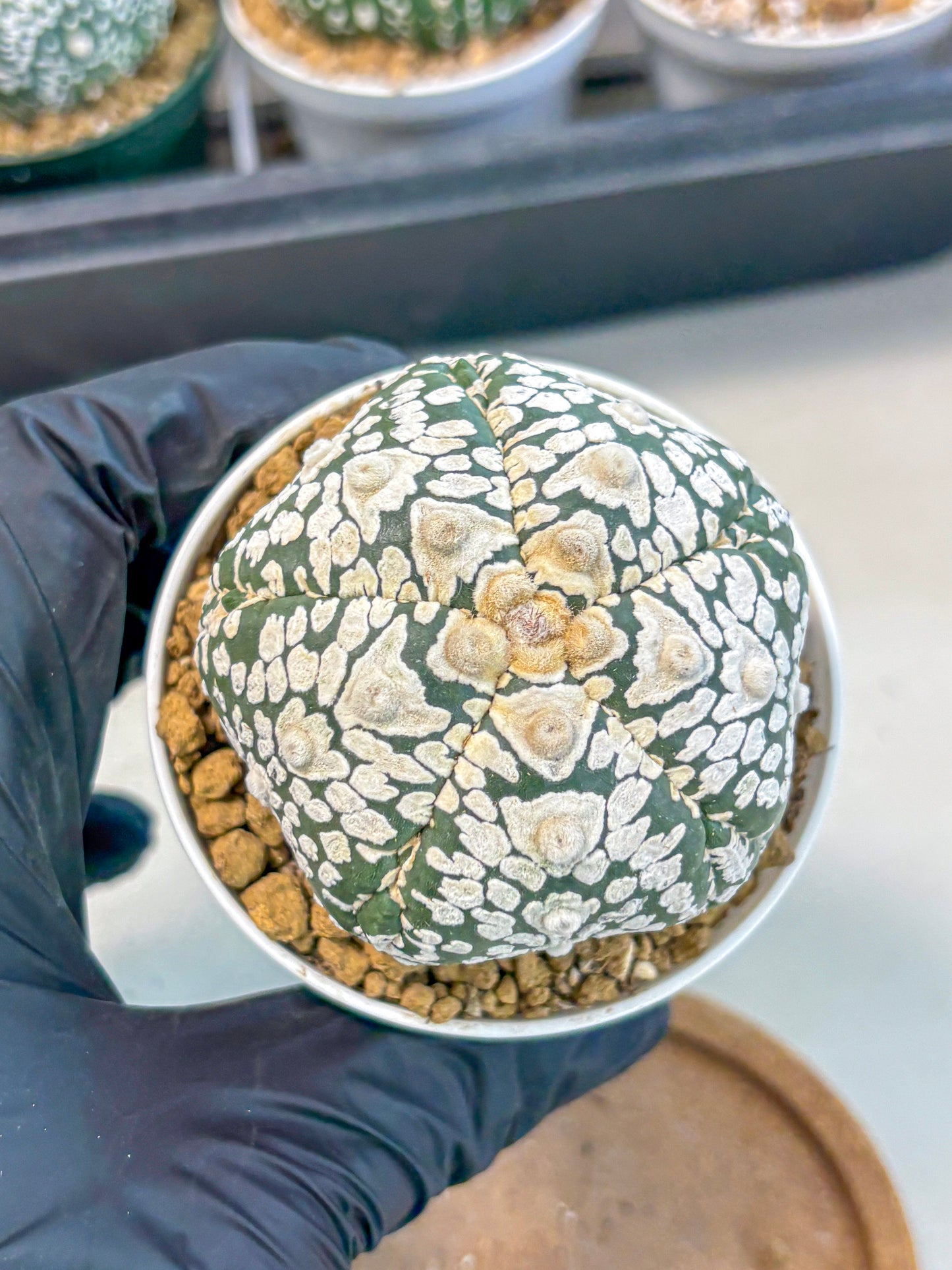 Astrophytum 5-Ribs (at7) (y6) | Living Rocks
