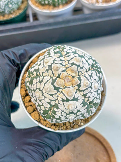 Astrophytum 5-Ribs (at7) (y6) | Living Rocks