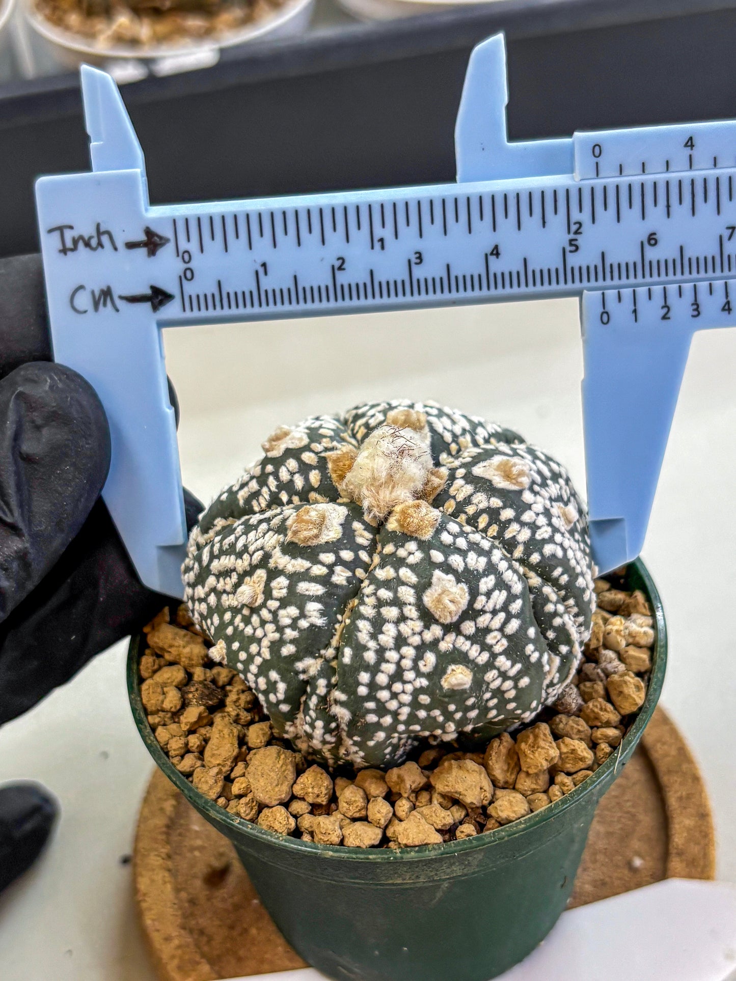Astrophytum Fukuryu (at8) (08) | Rare Plant | Succulent Cactus