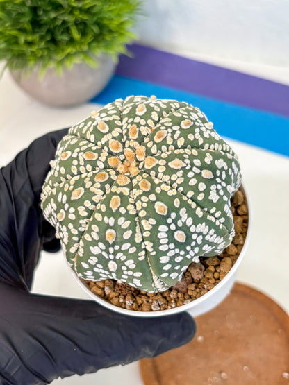 Astrophytum Super Kabuto (at10) (08) | sand dollar cactus