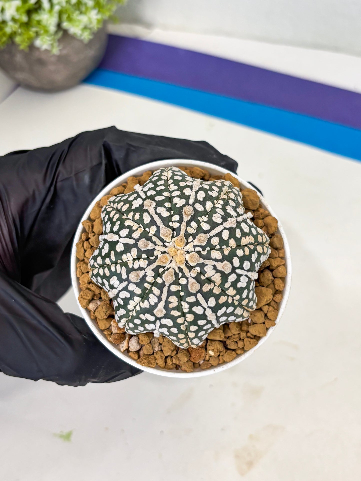 Astrophytum Star Shape (at3) (p2) | Very Rare Cactus