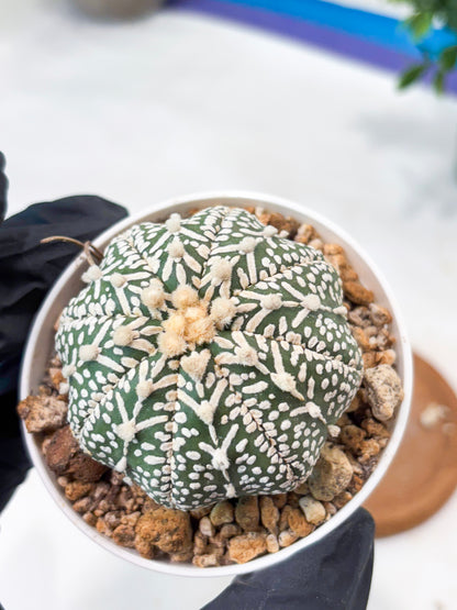 Astrophytum V-Type (T8) (b5) | SHIP from USA