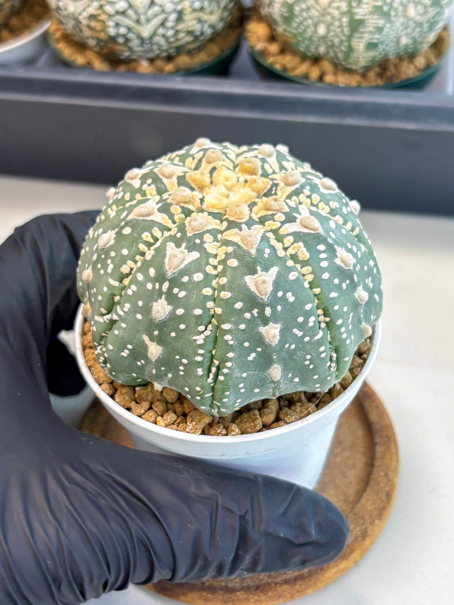 Astrophytum V-Type (at6) (y3) | Rare Star Cactus