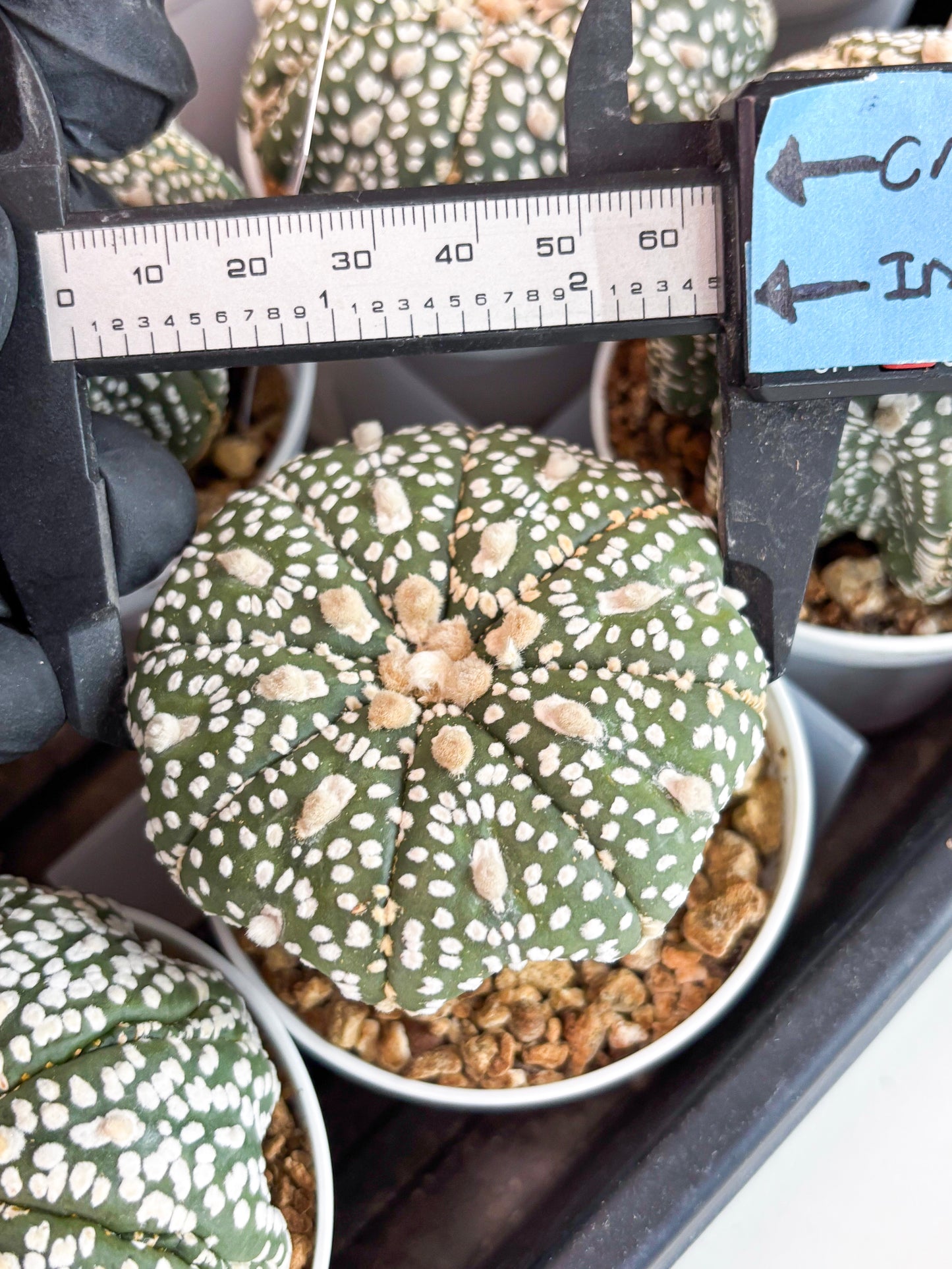 Astrophytum Super Kabuto (t7) (y5) | Imported Plants | 3" Pot